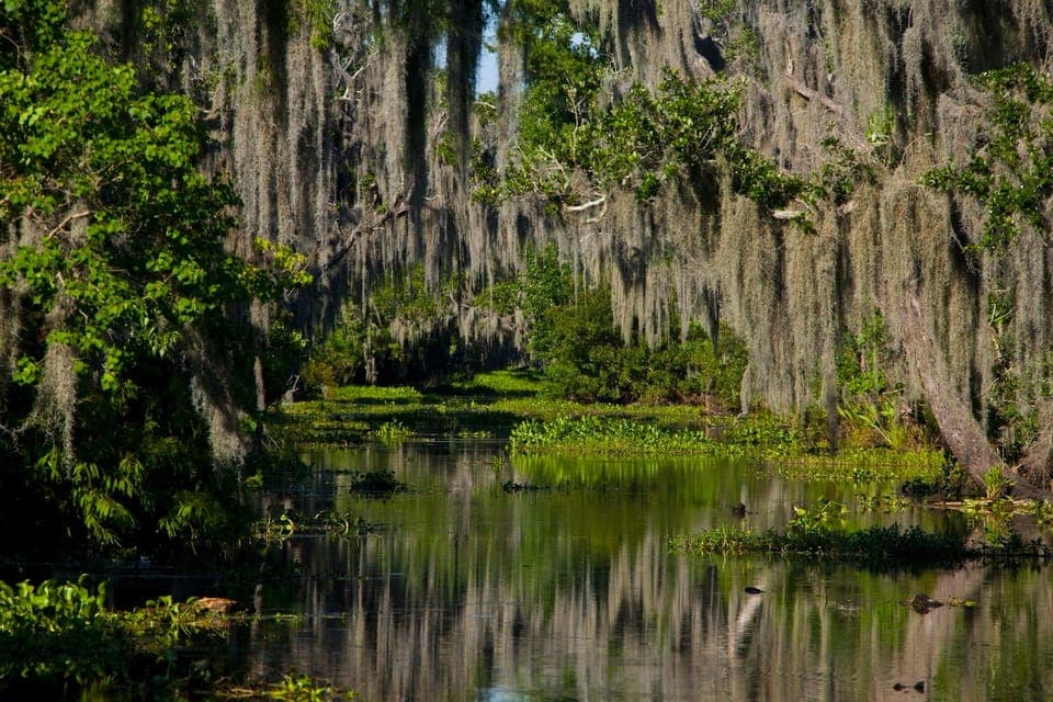 High Speed 16 Passenger Airboat Ride Gallery Image 1