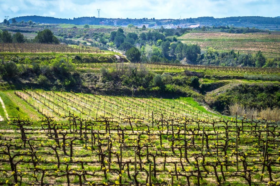 Guided Half-Day Wine and Electric Bike Tour Gallery Image 3