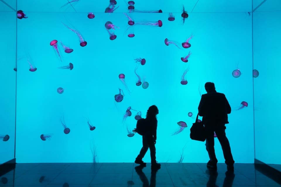 Ripley's Aquarium: Sharks After Dark Entry (After 5PM) Gallery Image 2