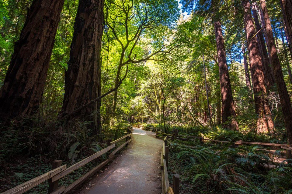 14. Muir Woods, San Francisco and Sausalito Tour - Image 14