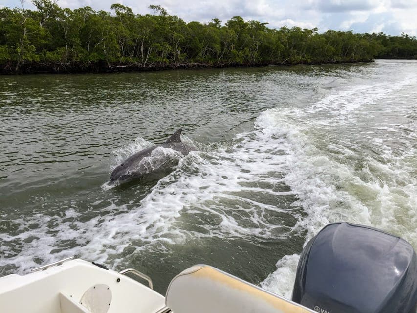 Everglades Full-Day Tour with 2 Boat Trips and Lunch Gallery Image 3