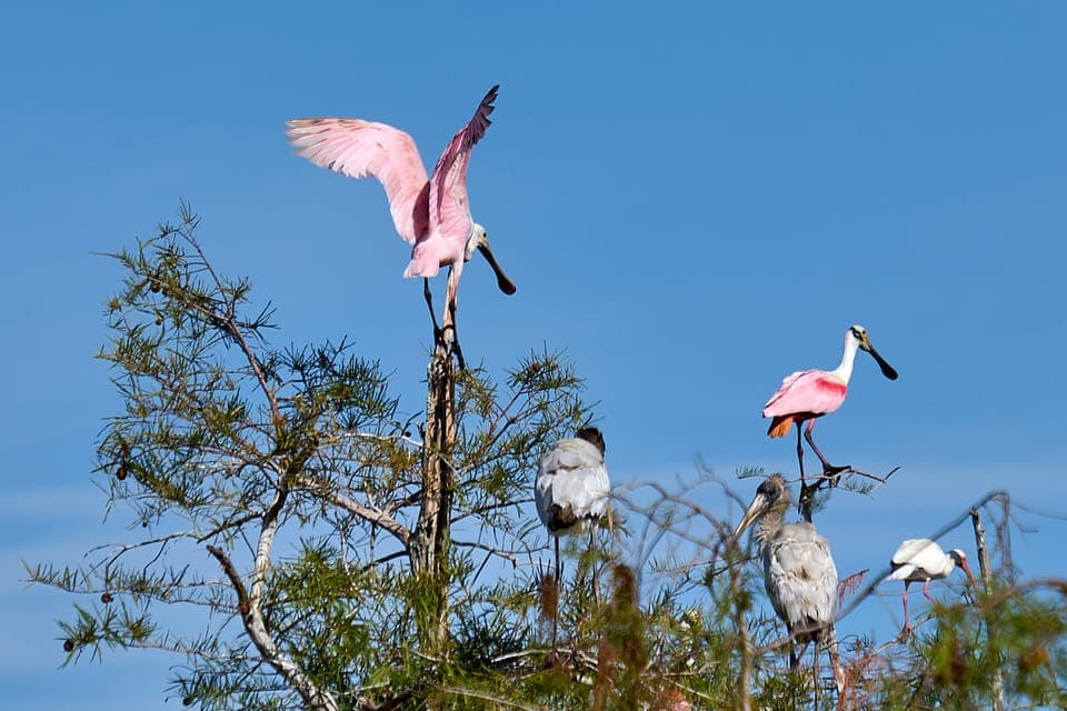 Everglades Full-Day Tour with 2 Boat Trips and Lunch Gallery Image 4