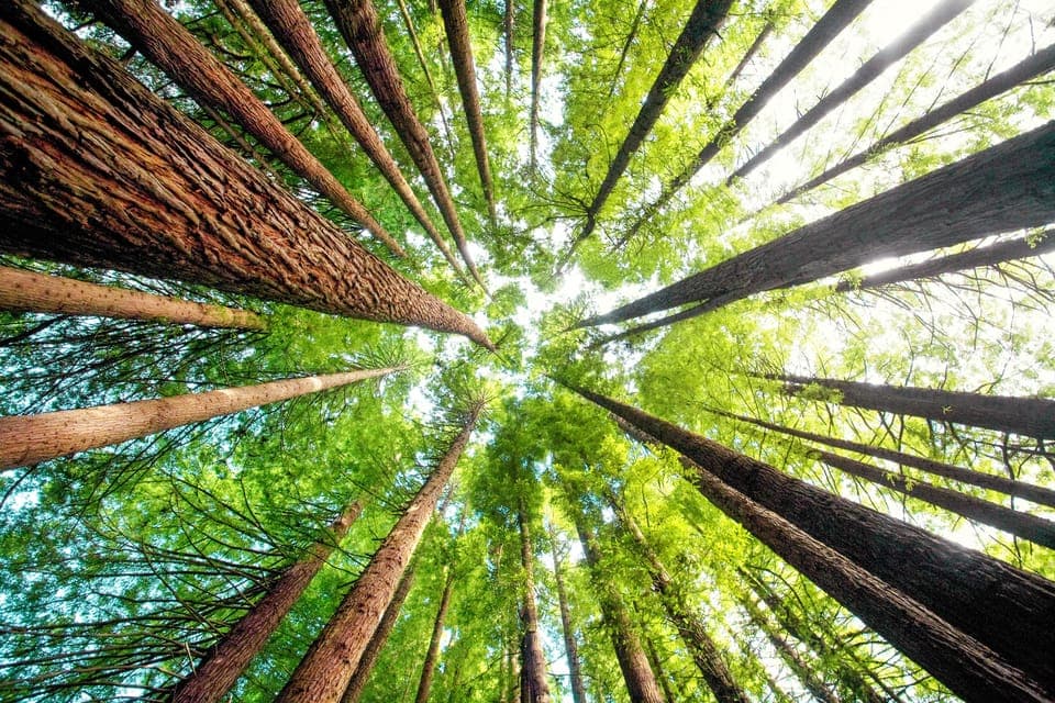 Alcatraz Night & Muir Woods & Sausalito Gallery Image 1