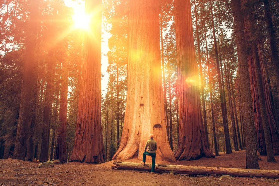 Alcatraz Night & Muir Woods & Sausalito Gallery Image 2