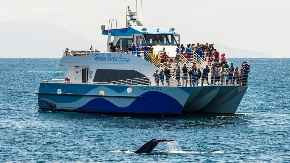 18. San Pedro: West Harbor LA Dolphin & Whale Watching Cruise - Image 18
