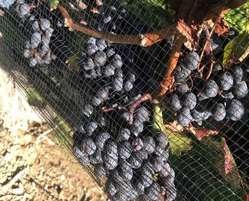 39. Toronto: Private Wine Tour to Niagara-on-the-Lake - Image 39