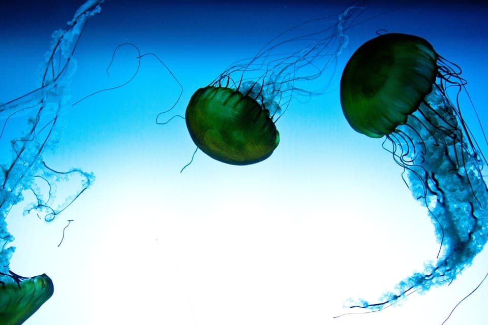 Aquarium du Quebec Entry Ticket Gallery Image 3