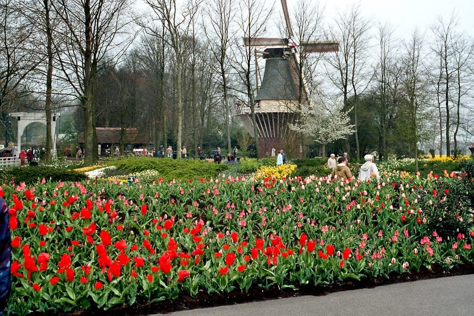 Half-Day Keukenhof Guided Tour with Entrance Gallery Image 2