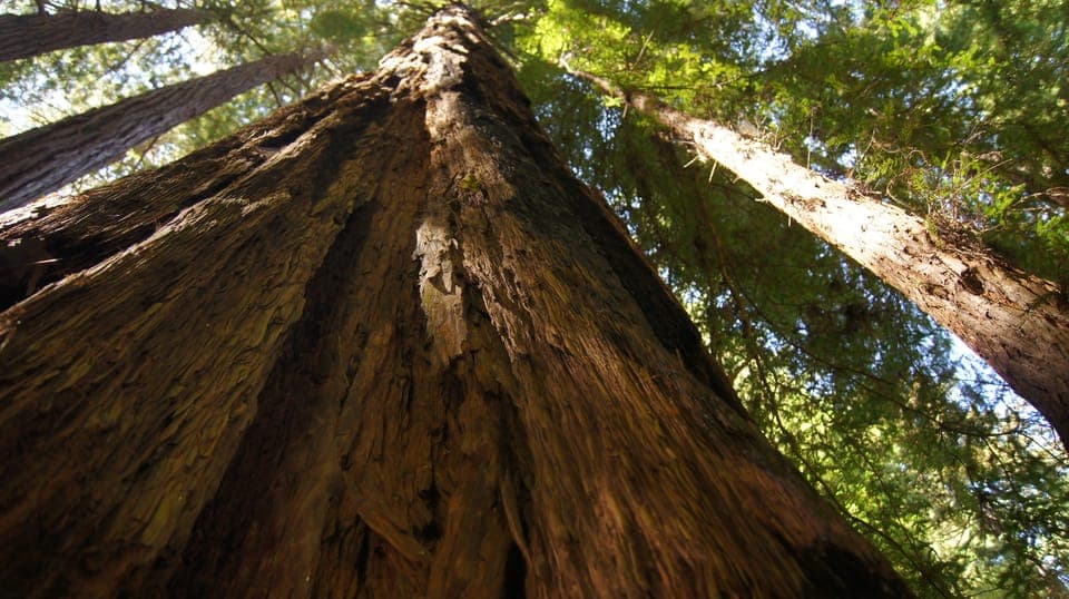 10. Muir Woods Tour & Golden Gate Bay Cruise - Image 10