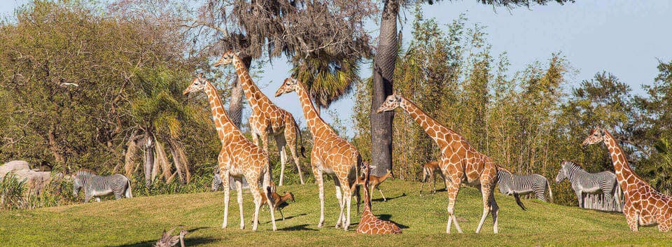 Busch Gardens Tampa Bay Ticket & Multi-Park Options Gallery Image 2