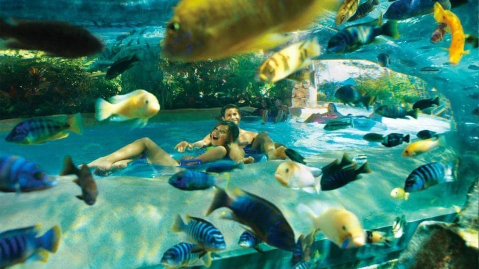 Orlando: Aquatica Water Park Admission Ticket Gallery Image 2