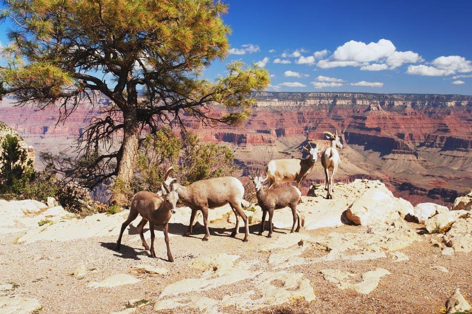Grand Canyon National Park South Rim Private Tour Gallery Image 4