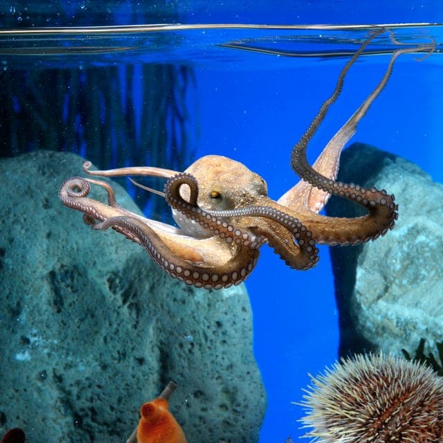From Costa Brava: Barcelona Day Trip with Aquarium Visit - Image 5