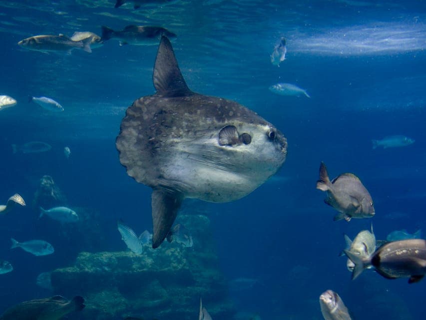 From Costa Brava: Barcelona Day Trip with Aquarium Visit Gallery Image 2