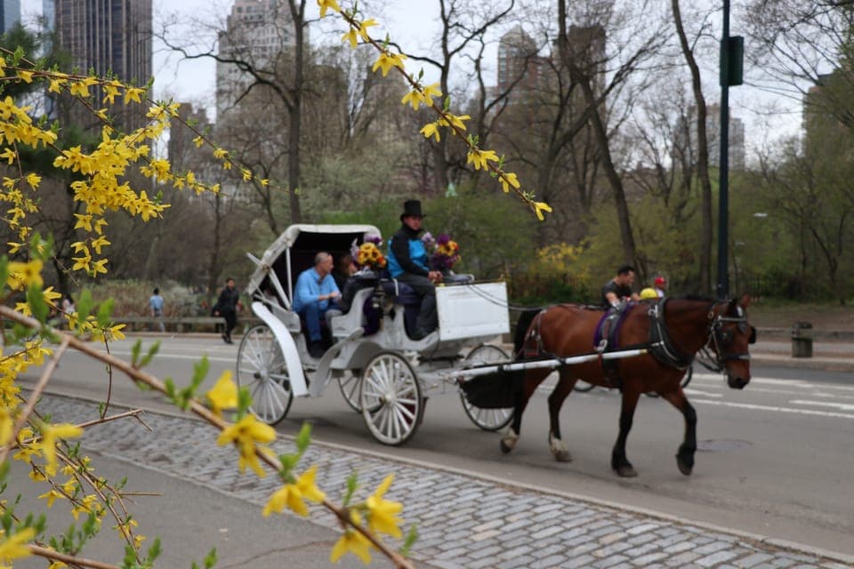 Romantic/Proposal Central Park Carriage Tour Up to 4 Adults Gallery Image 4