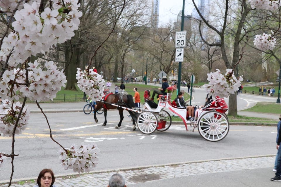 Romantic/Proposal Central Park Carriage Tour Up to 4 Adults Gallery Image 2