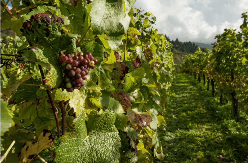 Island of Orleans Wine Tour Gallery Image 2