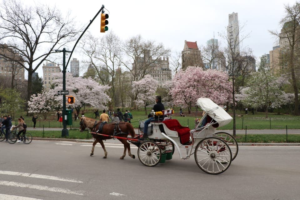 Horse Carriage Ride through Central Park Gallery Image 2