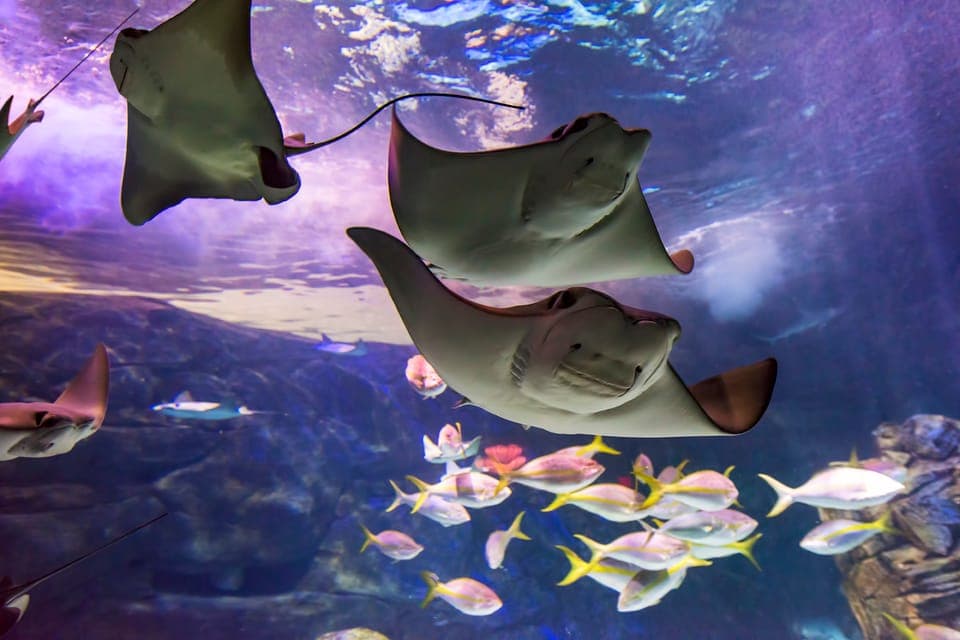 Ripley's Aquarium: Sharks After Dark Entry (After 5PM) Gallery Image 3