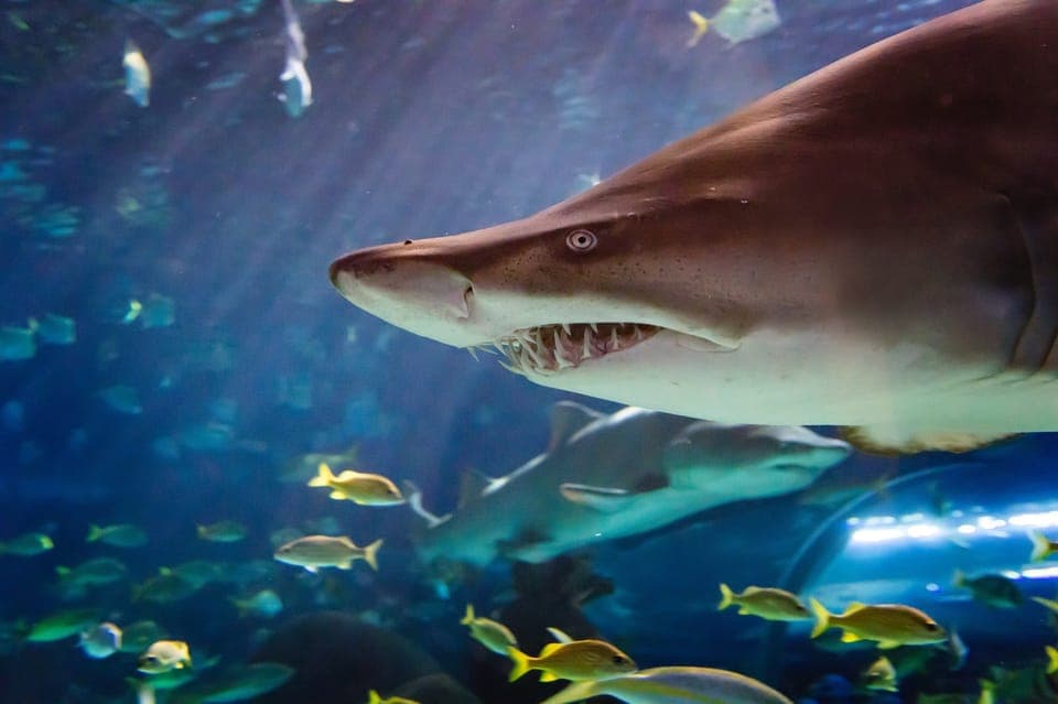 13. Ripley's Aquarium: Sharks After Dark Entry (After 5PM) - Image 13