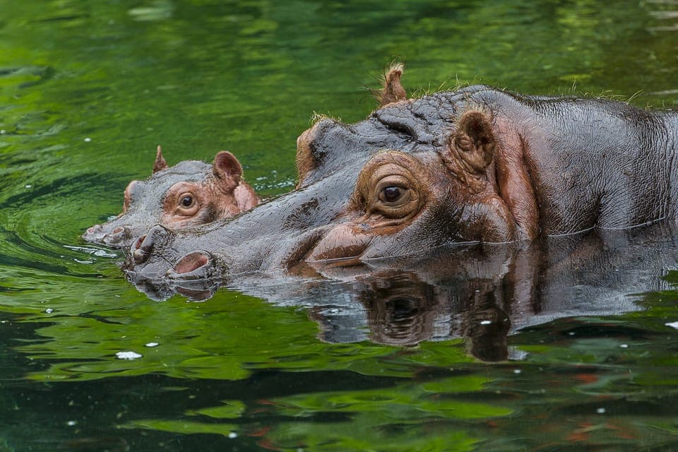 San Diego Zoo Admission Ticket Gallery Image 4