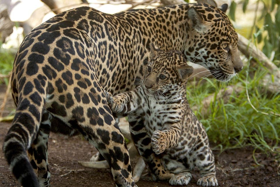 9. San Diego Zoo Admission Ticket - Image 9