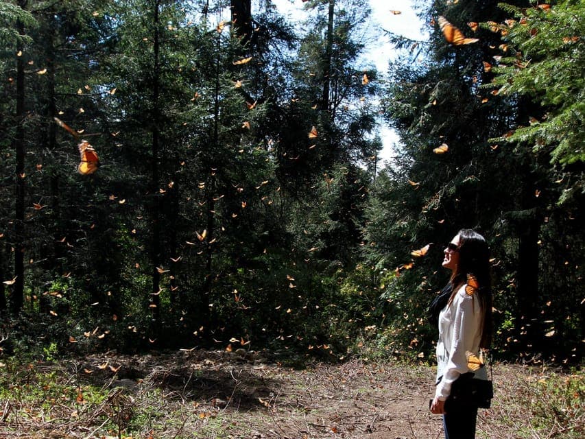 7-Day Monarch Butterfly Tour Gallery Image 1
