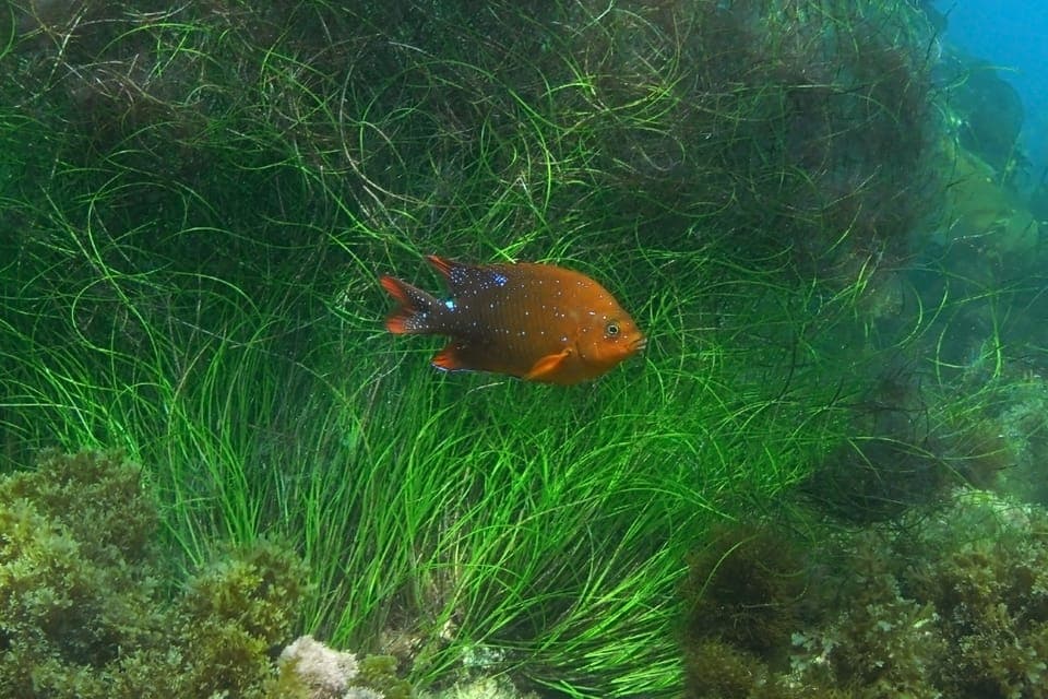 La Jolla: 2.5-Hour Kayak and Snorkel Tour Gallery Image 1