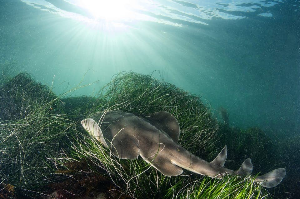 La Jolla: 2.5-Hour Kayak and Snorkel Tour Gallery Image 2