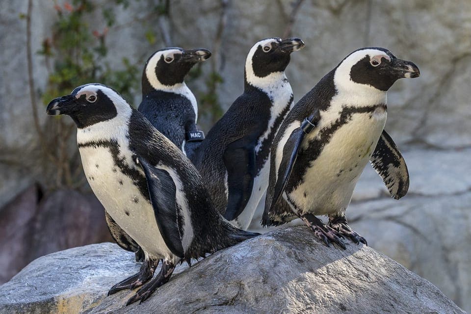 San Diego Zoo and Safari Park 2-Day Entry Ticket Gallery Image 2