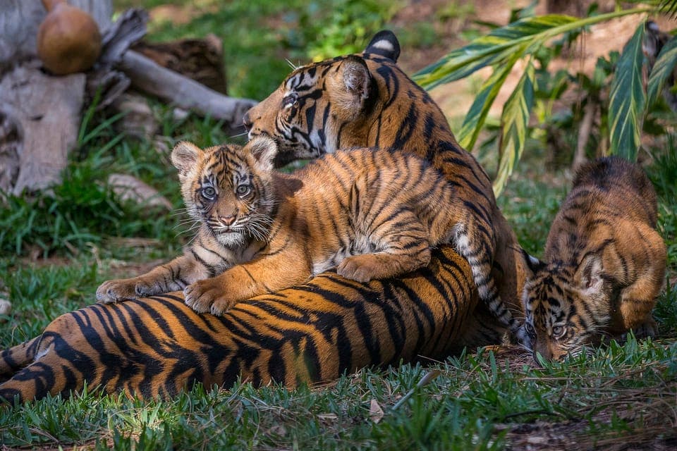 3. San Diego Zoo and Safari Park 2-Day Entry Ticket - Image 3