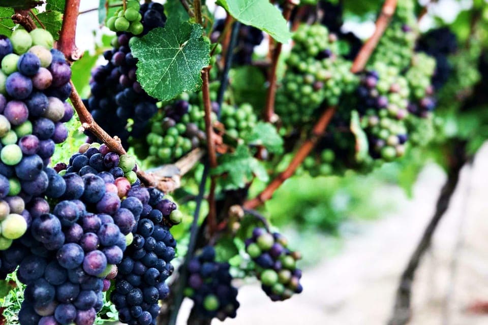 Niagara-on-the-Lake: Wine & Charcuterie Tour with Tastings Gallery Image 3