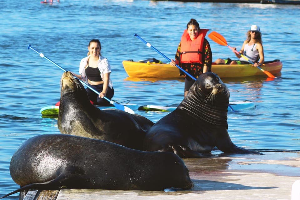 Marina Del Rey: Kayak and Paddleboard Tour with Sea Lions - Image 5