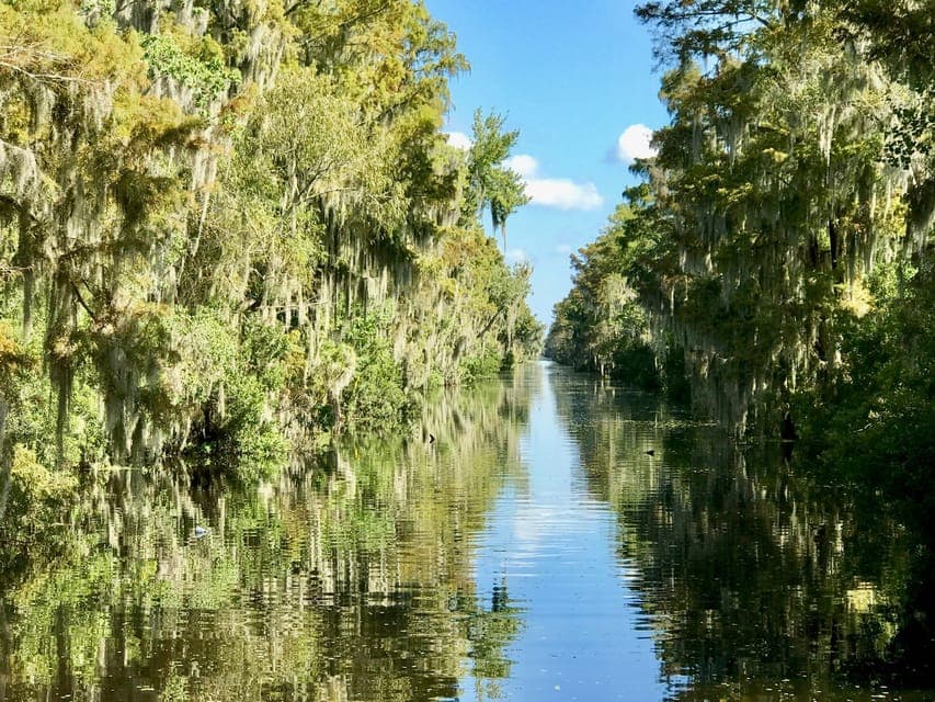 From Lafitte: Swamp Tours South of New Orleans by Airboat Gallery Image 4
