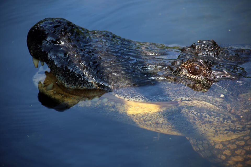 From Lafitte: Swamp Tours South of New Orleans by Airboat Gallery Image 2