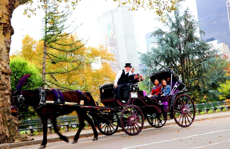 Guided Standard Central Park Carriage Ride (4 Adults) Gallery Image 3