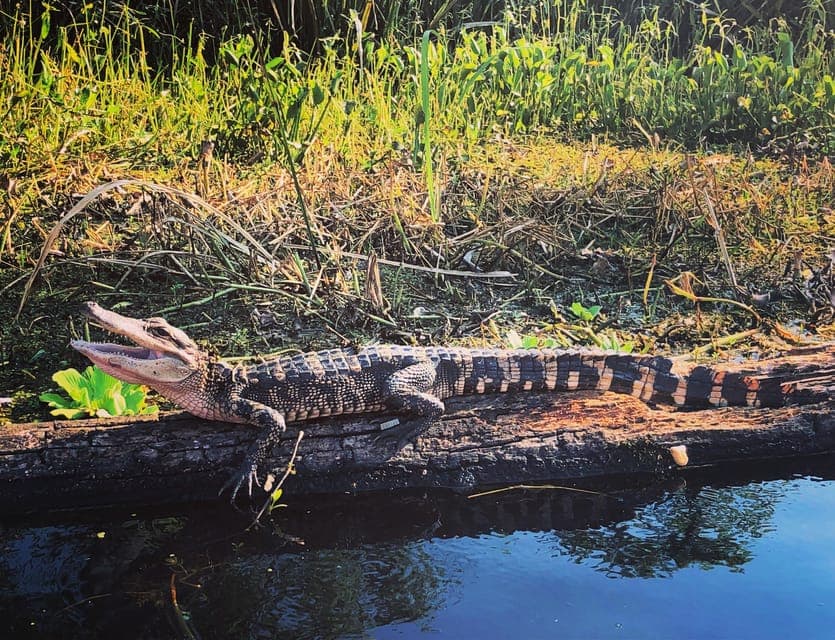 BYOB Tiki Boat Bayou Party and Wildlife Tour Gallery Image 2