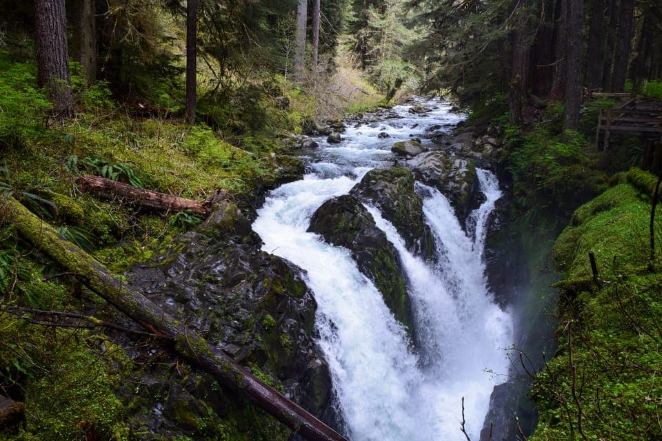 9. Olympic National Park: Sol Duc and Hurricane Ridge Tour - Image 9