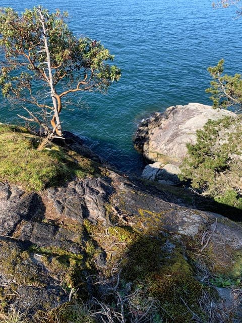Lighthouse Park Hike Gallery Image 3