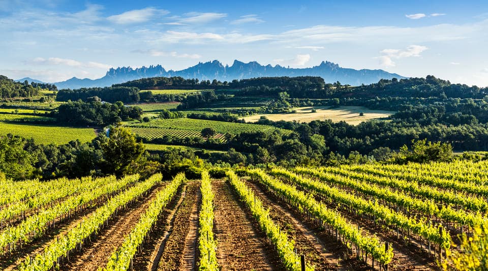 Penedès/BCN: Self-Guided eBike Tour with guided Winery Visit Gallery Image 3