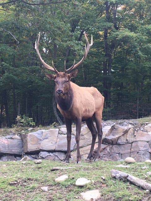 Private Day Tour to Parc Omega & Montebello Lodge Gallery Image 2