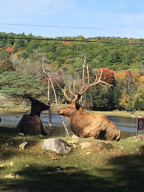 2. Private Day Tour to Parc Omega & Montebello Lodge - Image 2