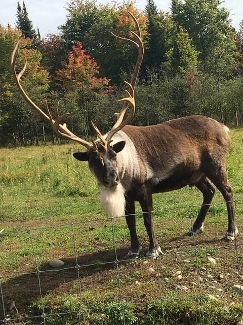 Private Day Tour to Parc Omega & Montebello Lodge Gallery Image 3