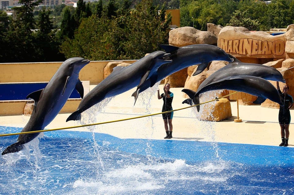 Palafolls: Marineland Dolphinarium and Water Park Tickets Gallery Image 4