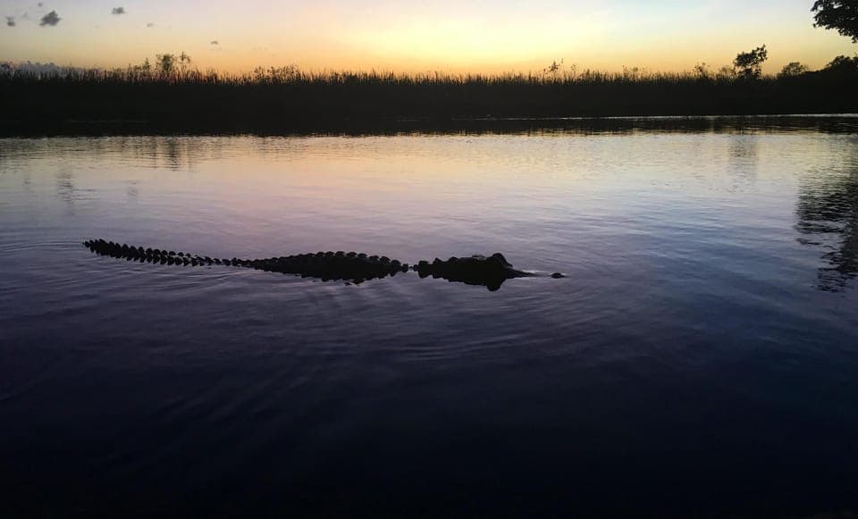 From Miami: Everglades at Night with Guided Airboat Tour Gallery Image 4