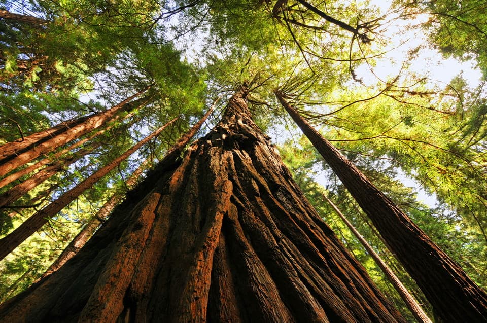 34. Private Muir Woods and Sausalito Tour - Image 34
