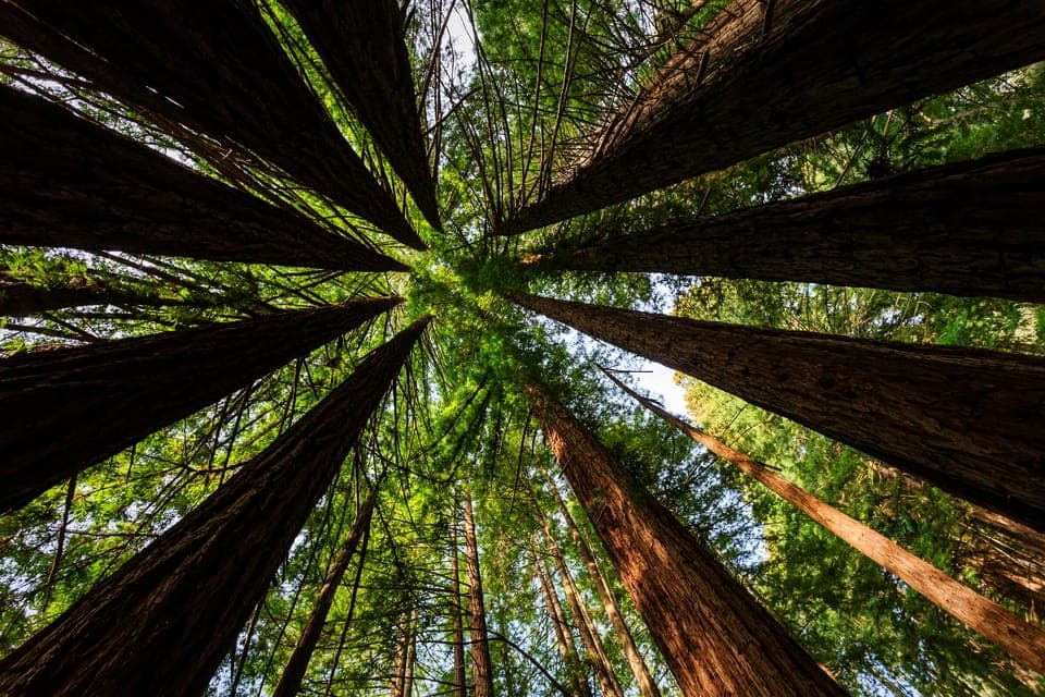 Private Muir Woods and Sausalito Tour Gallery Image 4