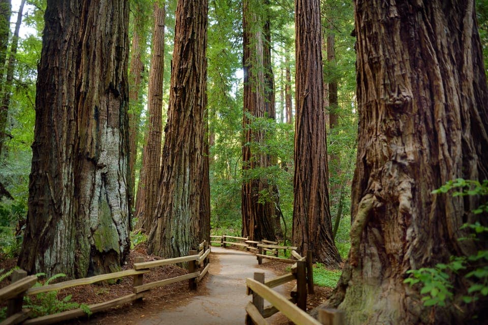 Private Muir Woods and Sausalito Tour Gallery Image 2