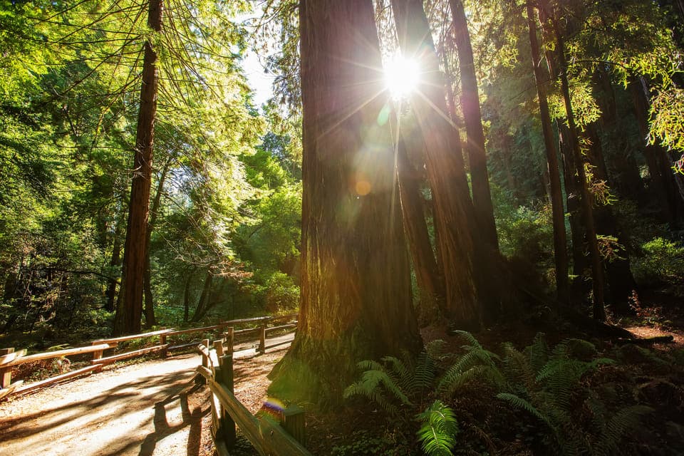 Private Muir Woods and Sausalito Tour Gallery Image 3
