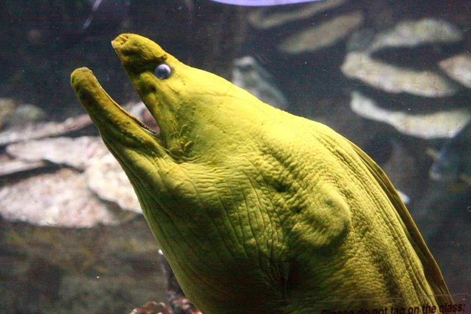 Boston CityPASS®: Save up to 46% at 4 Top Attractions Gallery Image 3